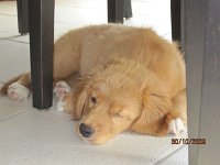 Shelleyi (12)